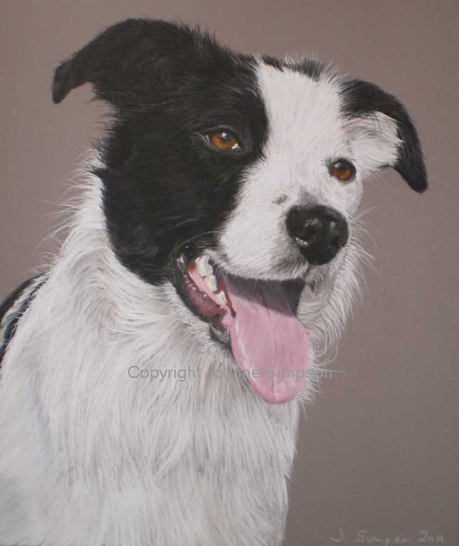 Border Collie/Lurcher pet portrait by Joanne Simpson